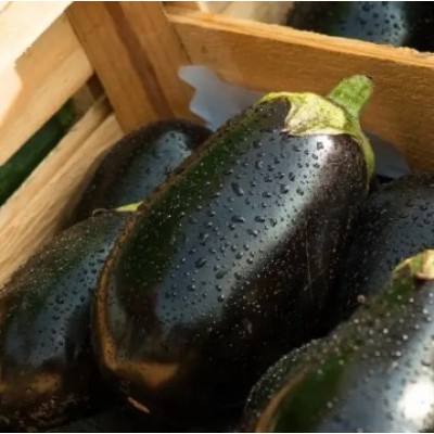 Каптан F1 - семена баклажана, 1000сем., Libra Seeds